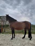 POULAIN DE 24 MOiS PURE RACE ESPAGNOL 