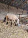 POULAIN DE 24 MOiS PURE RACE ESPAGNOL 