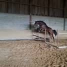 Hongre Zangersheide 3 ans