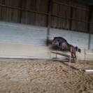 Hongre Zangersheide 3 ans