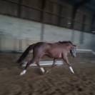 Jument dressage 