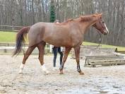 A vendre jument dressage 