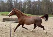 A vendre jument dressage 
