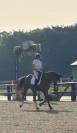 A vendre jument dressage 