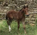 Jolly mood de lessac - 7 ans pour amateur 1 et elite