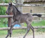 Pouliche Noire 2026 Avalon Prima