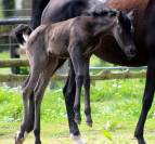 Pouliche Noire 2026 Avalon Prima