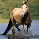 Jument ib&eacute;rique isabelle fum&eacute; 12 ans