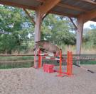 Jument ib&eacute;rique isabelle fum&eacute; 12 ans