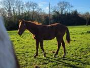 Poulain de 1 an 