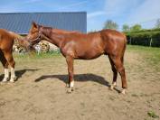 Poulain de 1 an 