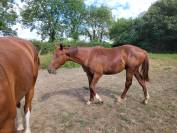 Poulain de 1 an 