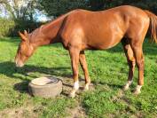 Poulain de 1 an 