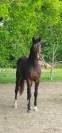 Pouliche Oldenbourg - 2 ans - origines dressage