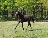 Pouliche Oldenbourg - 2 ans - origines dressage