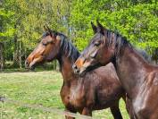 Pouliche Oldenbourg - 2 ans - origines dressage