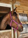 Pouliche Oldenbourg - 2 ans - origines dressage