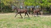 Pouliche PP Hanovrien - 2 ans - origines dressage