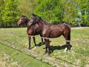 Pouliche PP Hanovrien - 2 ans - origines dressage