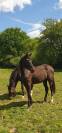 Pouliche PP Hanovrien - 2 ans - origines dressage