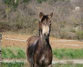 Yegua PFS Poni Fran&ccedil;&eacute;s de Silla En venta 2024 Isabelo