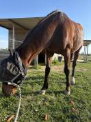 Recherche demi-pension pour Ma&icirc;tre d&rsquo;&eacute;cole 