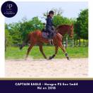 Ruin Volbloed Te koop 2018 Vos