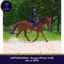 Ruin Volbloed Te koop 2018 Vos