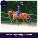 Ruin Volbloed Te koop 2018 Vos