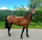 Hiks Magnifique hongre de 3 ans 