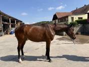Jument 5 ans Pur-sang