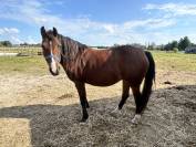 Poulini&egrave;re PFS bonnes origines CSO