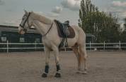 Cheval Portugais , 9 ans 