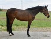 Cavalla Zangersheide In vendita 2022 Baio scuro