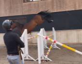 Cavalla Zangersheide In vendita 2022 Baio scuro