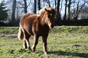 Poney hongre onc (type shetland) 3 ans, 1m