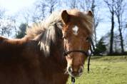 Poney hongre onc (type shetland) 3 ans, 1m