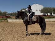 Stallion PRE Pure Spanish Bred For sale 2018 Black