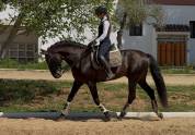Stallion PRE Pure Spanish Bred For sale 2018 Black