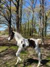 Poulain PP PAINT HORSE