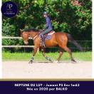 Belle jument 6 ans bon mental