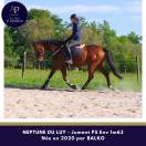 Belle jument 6 ans bon mental