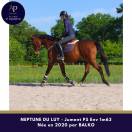 Belle jument 6 ans bon mental