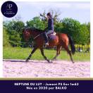 Belle jument 6 ans bon mental