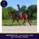 Belle jument 6 ans bon mental