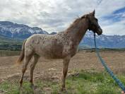 vend pouliche 1 an, AES