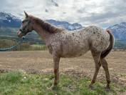 vend pouliche 1 an, AES