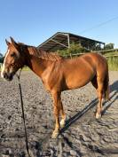 Cheval amateur &eacute;lite