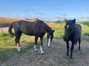 Jument CSO Demi Sang Anglo-arabe,