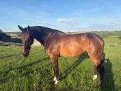 SELLE FRAN&Ccedil;AIS HONGRE 5 ANS